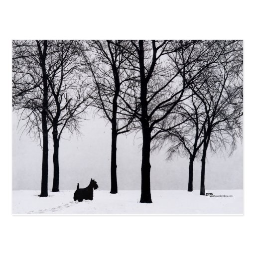 Scottie in Snowy Woods Postcards