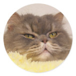 scottish fold cat stickers