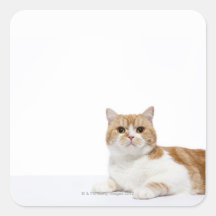 Scottish Fold Cat Sticker