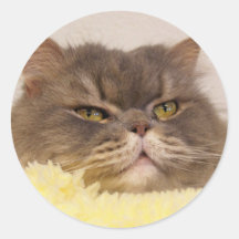 scottish fold cat stickers