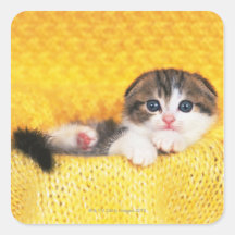 Scottish Fold; is a breed of cat with a natural Stickers
