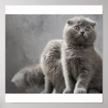 Scottish Fold kittens Print