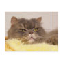 scottish fold postcard