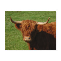 Scottish Highland Cattle Postcard