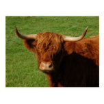 Scottish Highland Cattle Postcard