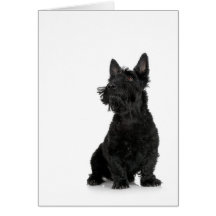 Scottish Terrier Cards