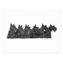 Scottish Terrier Gathering Post Card