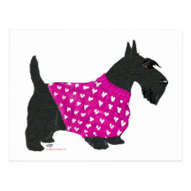 Scottish Terrier in a Sweater Postcard