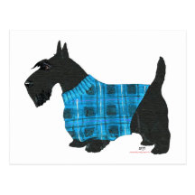 Scottish Terrier in a Sweater Postcard