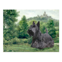Scottish Terrier Post Card