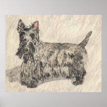 Scottish Terrier Poster