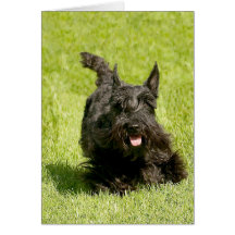 Scottish Terrier Running Free Greeting Cards