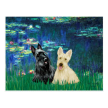 Scottish Terrier (two-BW) - Lilies 5 Post Cards