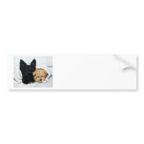 Scottish Terrier & Yorkie Best Friends Bumper Stickers