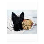 Scottish Terrier & Yorkie Best Friends Post Cards