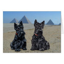 Scottish Terriers in Egypt Card