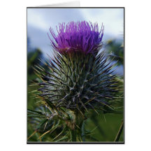 Scottish Thistle Fine Art Photography Cards
