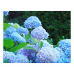Scrapbook paper Blue Hydrangea Flowers Garden Customized Letterhead