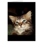 Scrapper Kitten Greeting Card