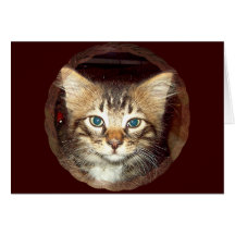 Scrappy Kitten Greeting Card