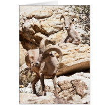 Scratch The Itch Greeting Card