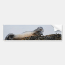 Scratching Seal Bumper Sticker