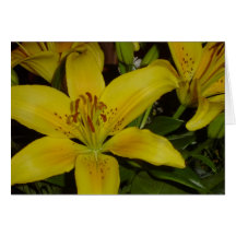 Screaming Lily Greeting Cards