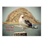 Screaming Seagull Morro Bay, California Post Card