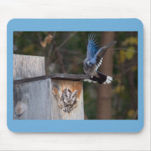 Screech-Owl Harassed by Blue Jay Mousepad