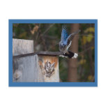 Screech-Owl Harassed by Blue Jay postcards