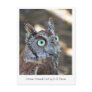 Screech Owl II Postcards