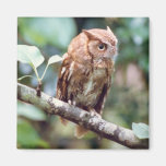 Screech Owl Magnet