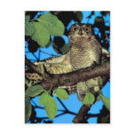 Screech owl post cards