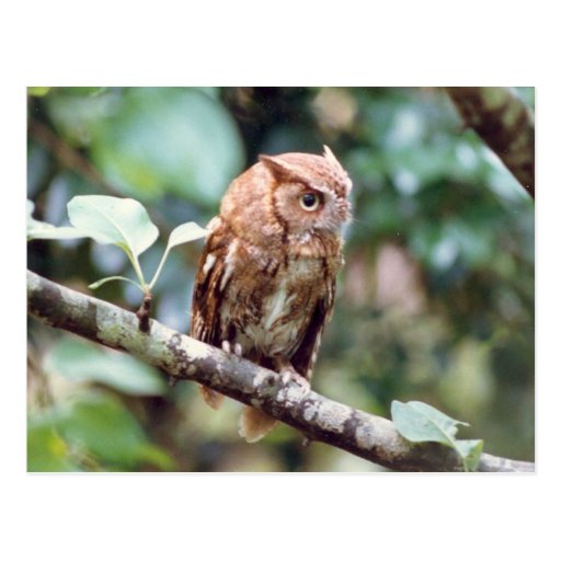 Screech Owl Postcard