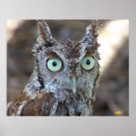 Screech Owl Print