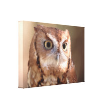 screech owl stretched canvas prints