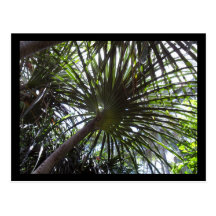 Screw Pine Postcard