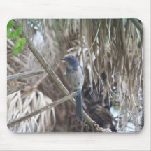 Scrub Bluejay Mouse Mats