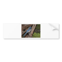 Scrub Jay Bumper Stickers