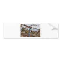 Scrub Jay Bumper Stickers