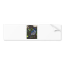 Scrub Jay Bumper Stickers