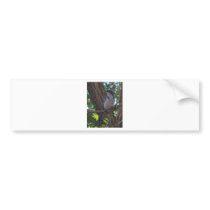 Scrub Jay Bumper Sticker