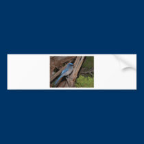 Scrub Jay bumper stickers