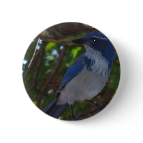 Scrub Jay Pin
