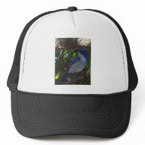 Scrub Jay Mesh Hat