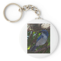 Scrub Jay Key Chains