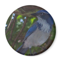 Scrub Jay Refrigerator Magnets