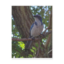 Scrub Jay Post Card