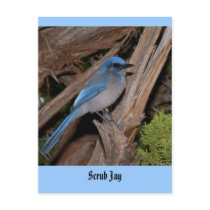 Scrub Jay Post Cards