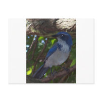 Scrub Jay Post Cards